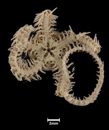 Media type: image;   Invertebrate Zoology OPH-1061 Description: Underside view of single ophiuroid specimen with a scale bar.;  Aspect: ventral